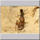 Dipogon subintermedius - Wegwespe 08b 7mm Sandgrube Niedringhaussee - beim Eintrag einer Spinne.jpg